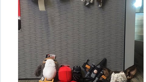 Petco 'New Toys Have Arrived' Twitter Update
