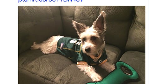 PetSmart 'Woofing for the Home Team?' Twitter Update