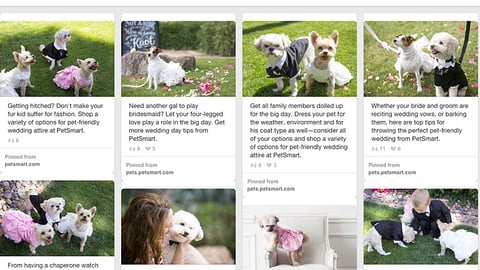 PetSmart 'Pet Weddings' Pinterest Board