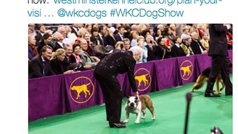 Petco Westminster Kennel Club 'Grab Your Tickets' Twitter Update