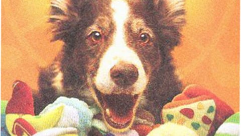 PetsMart Summer Carnival Flyer