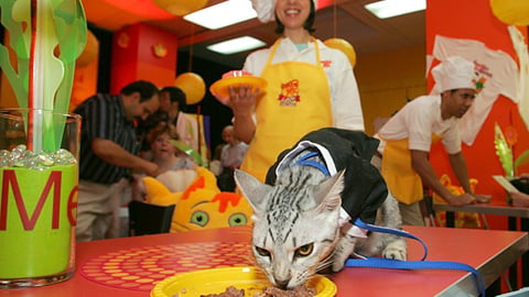 Meow Mix Cafe