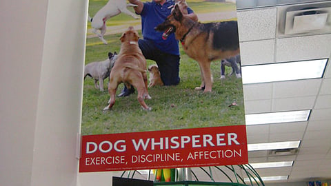 Petco Dog Whisperer Violator