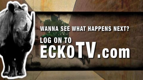 eckoTV Network Screen