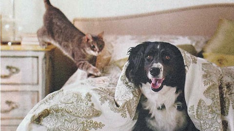 Purina 'Big Giveaway' FSI