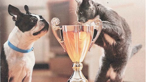 Purina 'Picture Paw-fect' FSI
