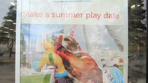 Petco 'Everything Under the Sun' Poster