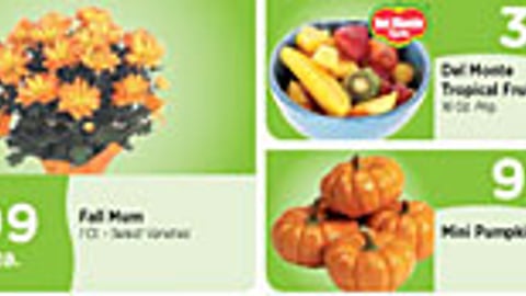 Sweetbay Pink Pumpkins Feature