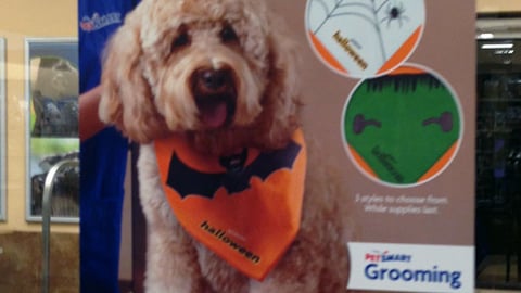 PetSmart 'Halloween Top Dog' Window Poster