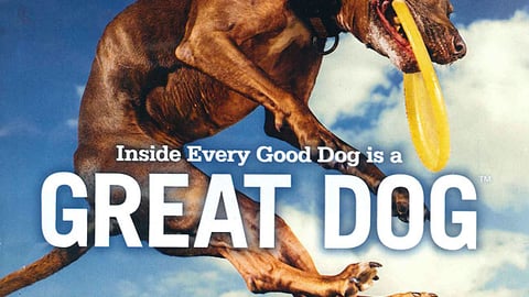 PetSmart Purina 'Great Dog' Flyer