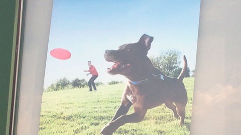 Petco 'Best Summer Ever' Window Poster