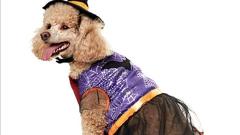 PetSmart Martha Stewart Pets Halloween Facebook Update