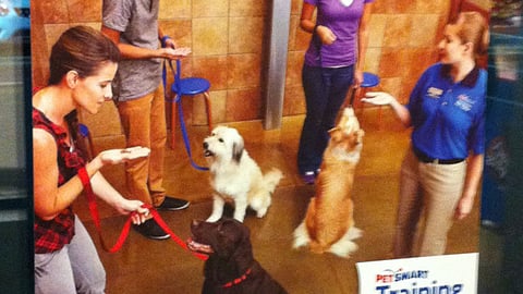 PetSmart 'Trick & Treat' Window Poster
