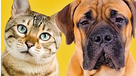 Winn-Dixie Paws Facebook Update