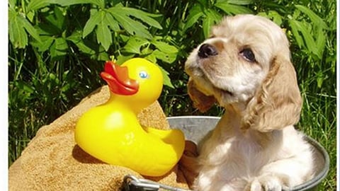 Petco Natural Choice 'Paws N' Spas' Facebook Update