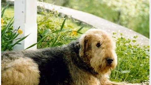 Petco Blue Buffalo 'Pet Cancer' Facebook Update
