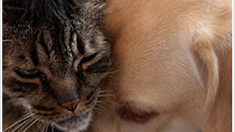 Dollar General 'Picture Perfect Pets' Facebook Update