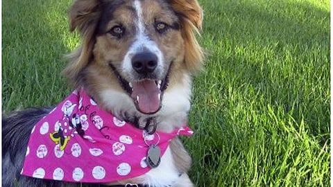 PetSmart 'Pin It to Win It' Facebook Update