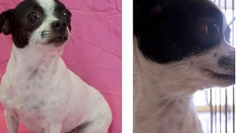 Petco 'Spring A Pet' Facebook Update