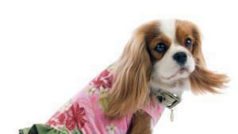 PetSmart Tommy Bahama Facebook Update