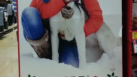 Kong PetSmart 'Joy to the World' Floorstand
