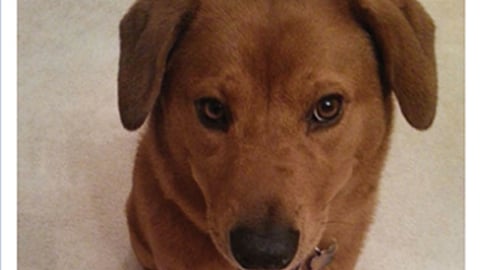 Winn-Dixie Paws Premium 'Feed the Love' Facebook Update