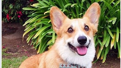 Petco 'Halo to Hollywood' Facebook Update
