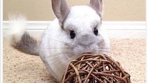 PetSmart National Geographic Facebook Update