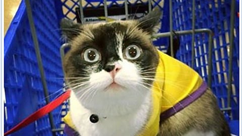 PetSmart 'Stock Up' Facebook Update