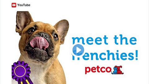 Petco 'Meet the Frenchies' Tweet
