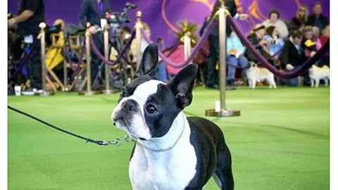 Petco Pro Plan Westminster Facebook Update