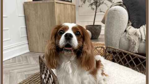 Nate + Jeremiah for PetSmart 'Style Meets Function' Facebook Update